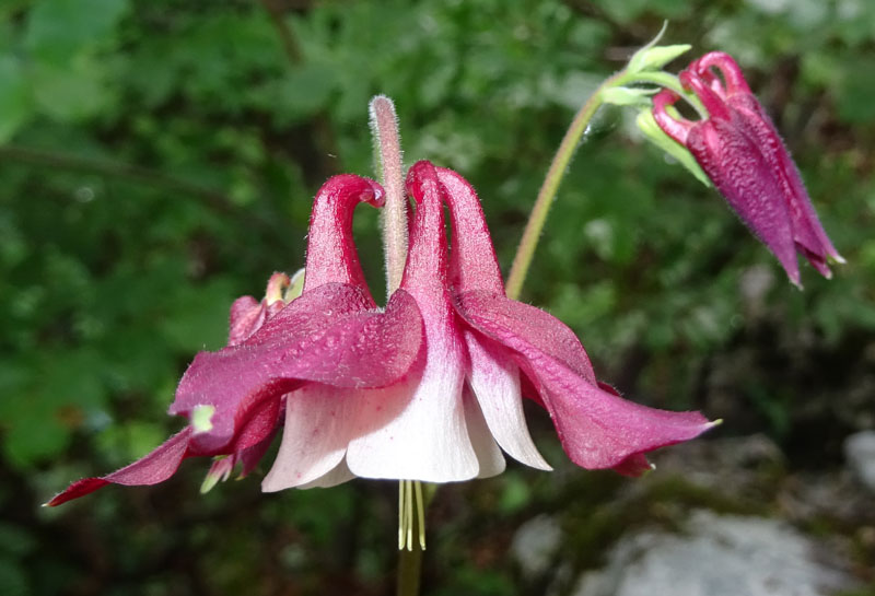 Aquilegia caerulea ''Rotstern''